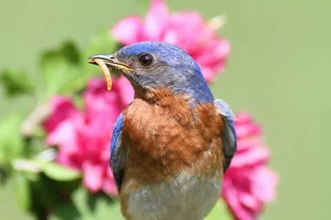 Eastern bluebird Stock Photos