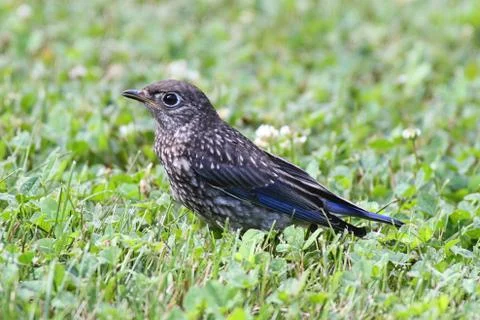 Eastern bluebird Stock Photos