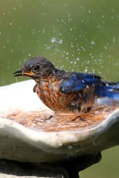 Eastern bluebird Stock Photos