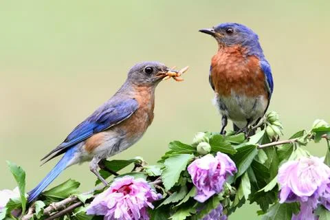 Eastern bluebird Stock Photos