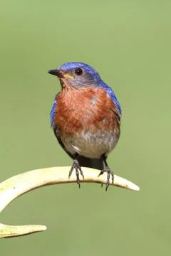 Eastern bluebird Stock Photos