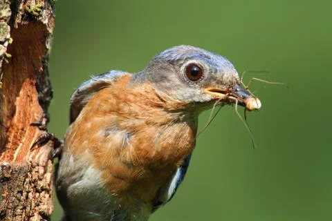 Eastern bluebird Stock Photos