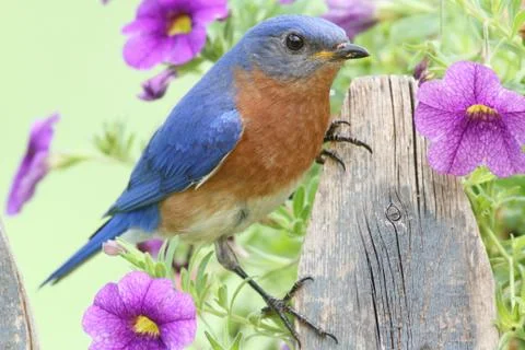Eastern bluebird Stock Photos