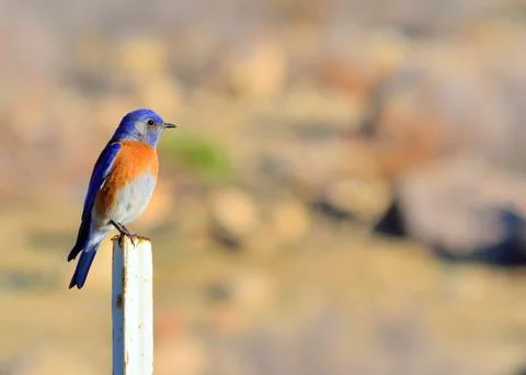 Eastern bluebird Stock Photos