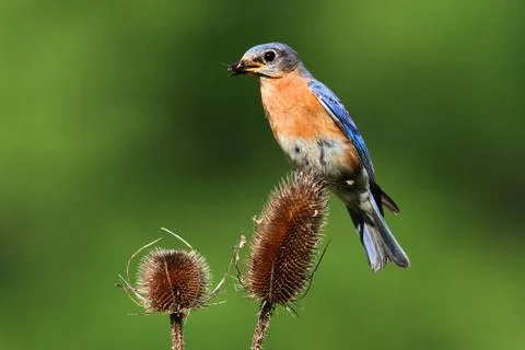 Eastern bluebird Stock Photos