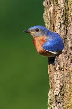 Eastern bluebird Stock Photos