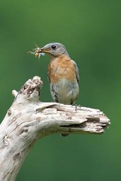 Eastern bluebird Stock Photos