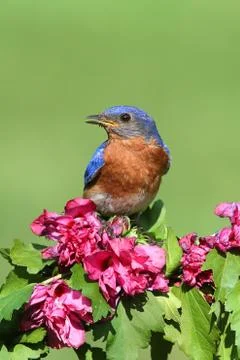 Eastern bluebird Stock Photos