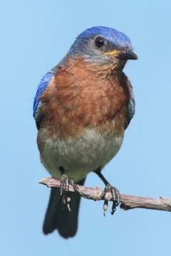 Eastern bluebird Stock Photos