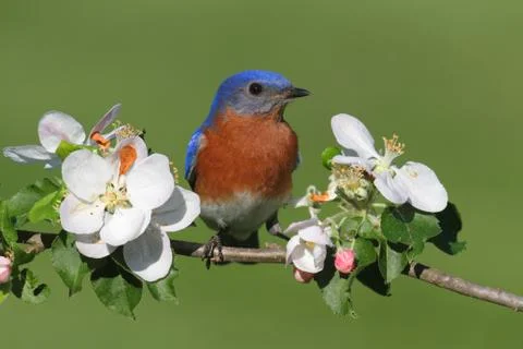 Eastern bluebird Stock Photos