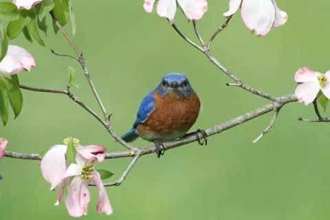 Eastern bluebird Stock Photos