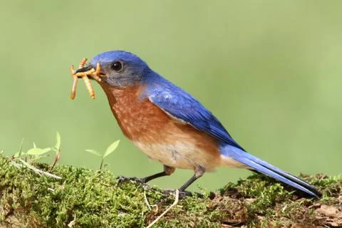 Eastern bluebird Stock Photos