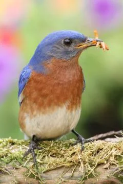 Eastern bluebird Stock Photos