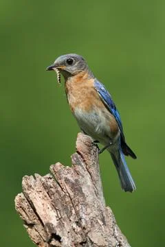 Eastern bluebird Stock Photos