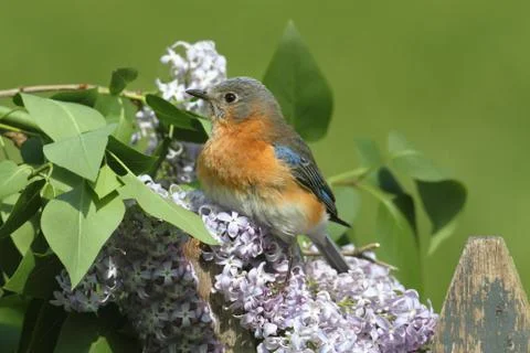 Eastern bluebird Stock Photos