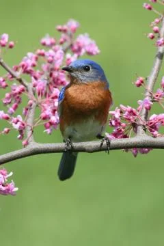 Eastern bluebird Stock Photos