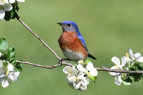 Eastern bluebird Stock Photos