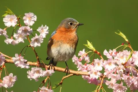 Eastern bluebird Stock Photos