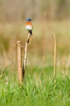 Eastern bluebird 스톡 사진