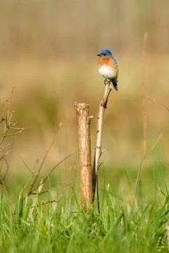 Eastern bluebird Fotos Stock