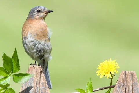 Eastern bluebird Stock Photos