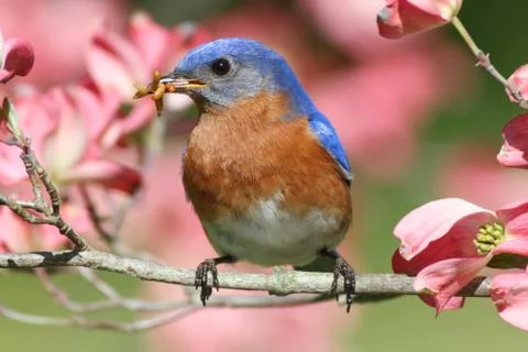 Eastern bluebird 写真素材