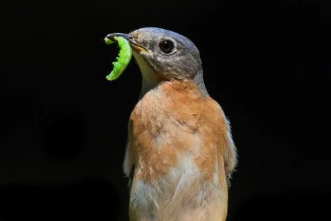 Eastern bluebird Stock Photos