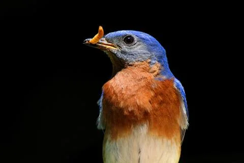 Eastern bluebird Stock Photos