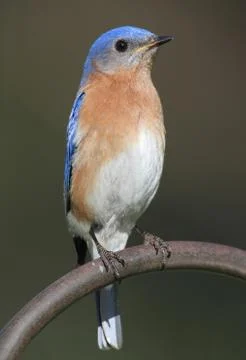 Eastern bluebird Stock Photos