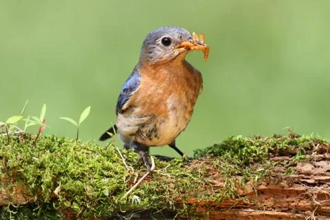 Eastern bluebird Stock Photos