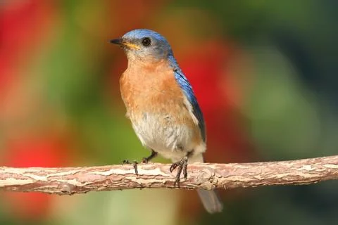 Eastern bluebird Stock Photos