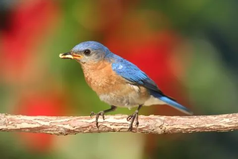 Eastern bluebird Stock Photos