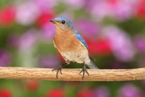 Eastern bluebird Stock Photos