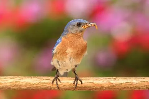 Eastern bluebird Stock Photos