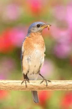Eastern bluebird Stock Photos
