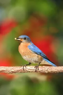 Eastern bluebird Stock Photos