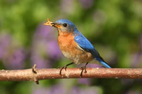 Eastern bluebird Stock Photos