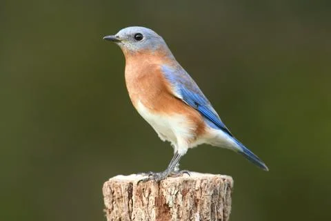 Eastern bluebird Stock Photos