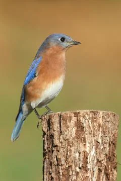 Eastern bluebird Stock Photos