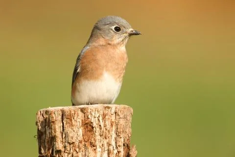 Eastern bluebird Stock Photos