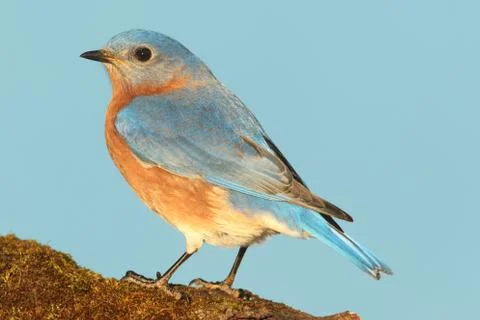 Eastern bluebird Stock Photos