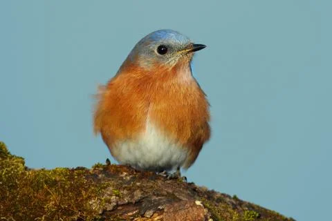 Eastern bluebird Stock Photos