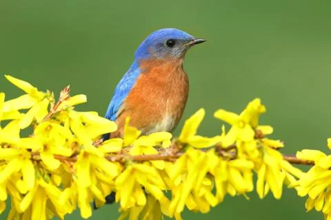 Eastern Bluebird Stock Photos