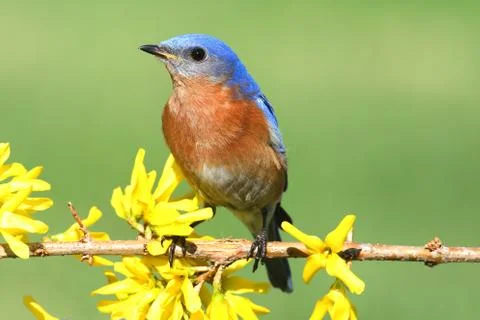 Eastern Bluebird Stock Photos