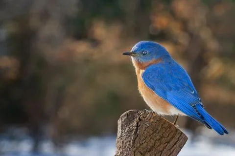 Eastern Bluebird Stock Photos