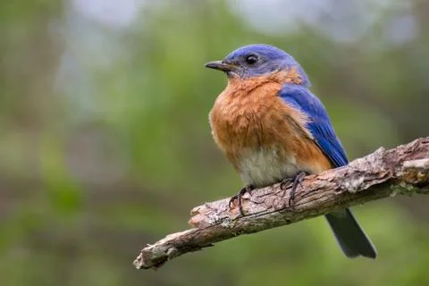 Eastern Bluebird Foto stock