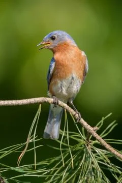 Eastern Bluebird Stock Photos