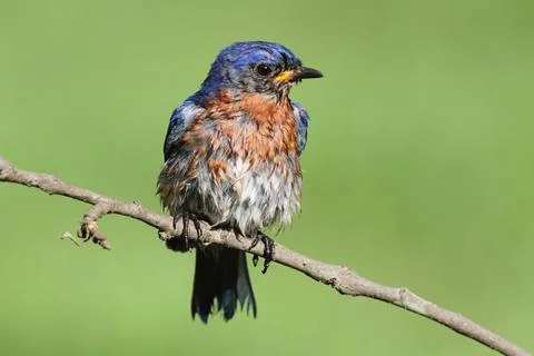 Eastern Bluebird Stock Photos