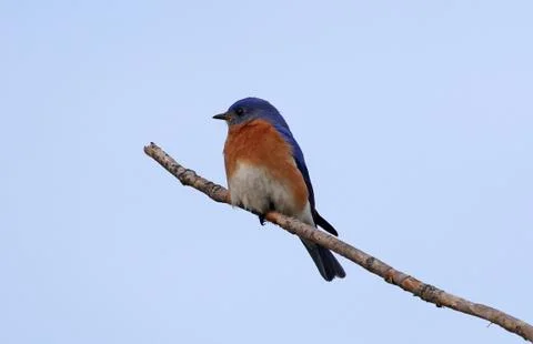 Eastern Bluebird Foto stock