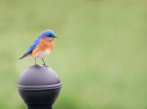 Eastern Bluebird Foto stock